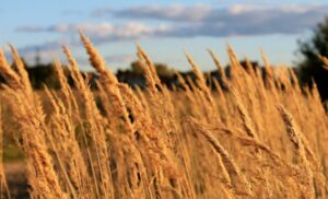 Как использовать мочевину (CO(NH₂)₂) в сочетании с фосфорными и калийными удобрениями