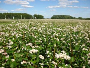 Как использовать мочевину (CO(NH₂)₂) на овощных культурах и зерновых