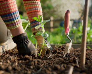 Как использовать мочевину (CO(NH₂)₂) в внекорневых обработках Как использовать мочевину (CO(NH₂)₂) в внекорневых обработках