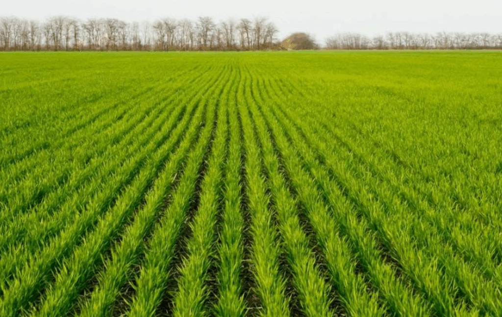 Как использовать моноаммонийфосфат (NH₄H₂PO₄) для корнеобразования и роста корневой системы