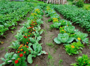 Как использовать моноаммонийфосфат (NH₄H₂PO₄) для подкормки овощных культур Как использовать моноаммонийфосфат (NH₄H₂PO₄) для подкормки овощных культур