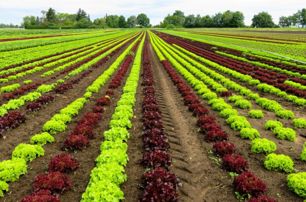 Как использовать моноаммонийфосфат (NH₄H₂PO₄) для подкормки овощных культур