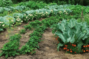 Как использовать моноаммонийфосфат (NH₄H₂PO₄) для подкормки овощных культур Как использовать моноаммонийфосфат (NH₄H₂PO₄) для подкормки овощных культур