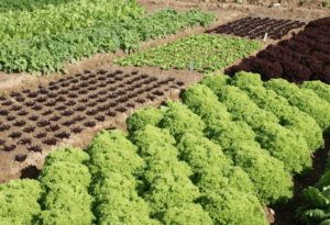 Как использовать моноаммонийфосфат (NH₄H₂PO₄) для подкормки овощных культур Как использовать моноаммонийфосфат (NH₄H₂PO₄) для подкормки овощных культур