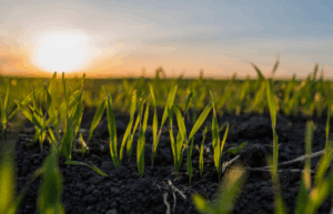 Как использовать моноаммонийфосфат (NH₄H₂PO₄) на кислых и щелочных почвах