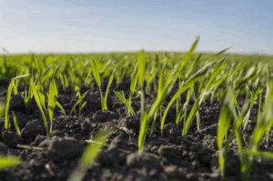 Как использовать моноаммонийфосфат (NH₄H₂PO₄) на кислых и щелочных почвах