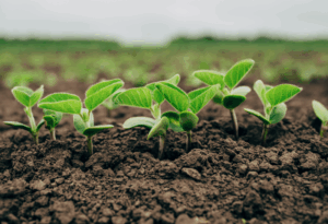 Как использовать моноаммонийфосфат (NH₄H₂PO₄) на кислых и щелочных почвах