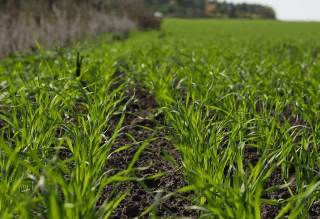 Как использовать моноаммонийфосфат (NH₄H₂PO₄) на ранних стадиях роста растений