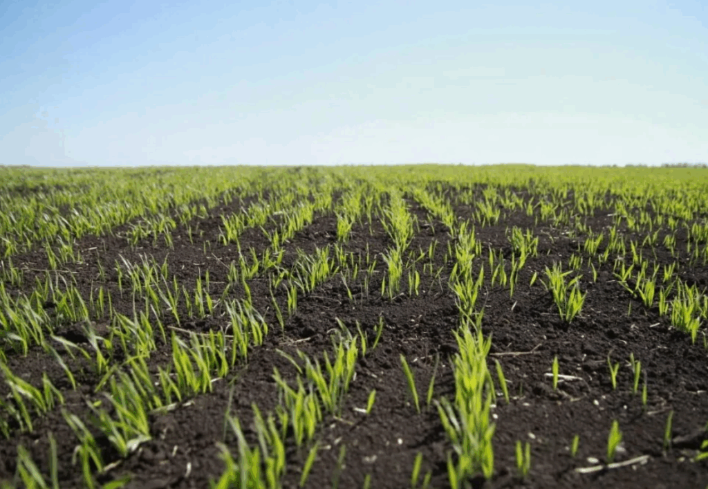 Как использовать моноаммонийфосфат (NH₄H₂PO₄) в капельном поливе