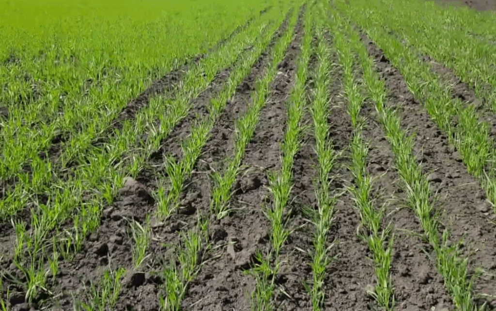 Как использовать моноаммонийфосфат (NH₄H₂PO₄) в теплицах и открытом грунте