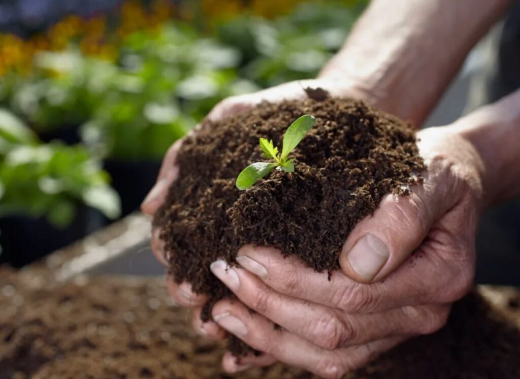 Как использовать навоз без вреда для окружающей среды и здоровья