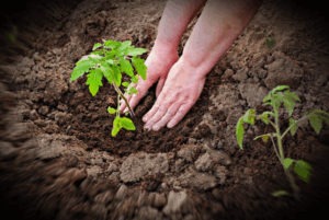 Как использовать смеси для максимального урожая