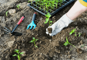 Как использовать смеси для максимального урожая