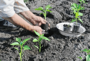 Как использовать смеси для максимального урожая