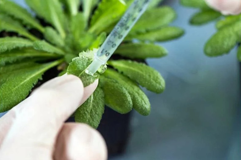 Как использовать смеси для максимального урожая