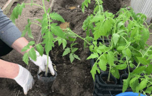 Как использовать смеси для овощных культур Как использовать смеси для овощных культур