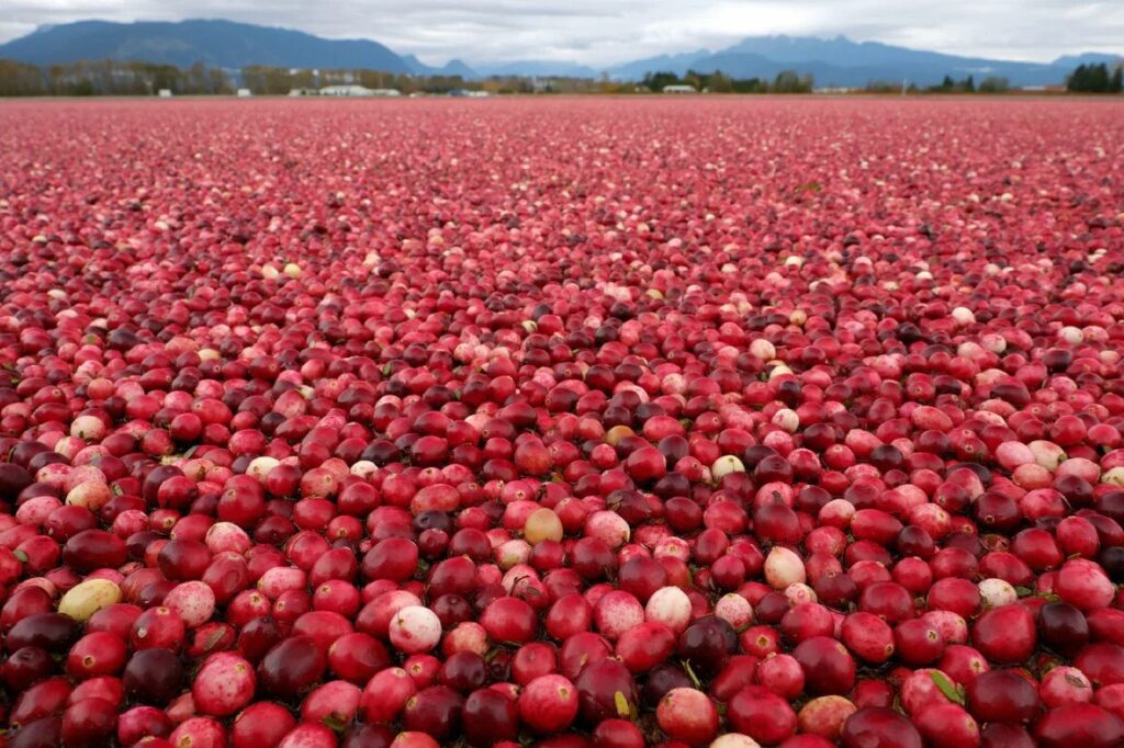 Как использовать смеси на плодовых деревьях и кустарниках