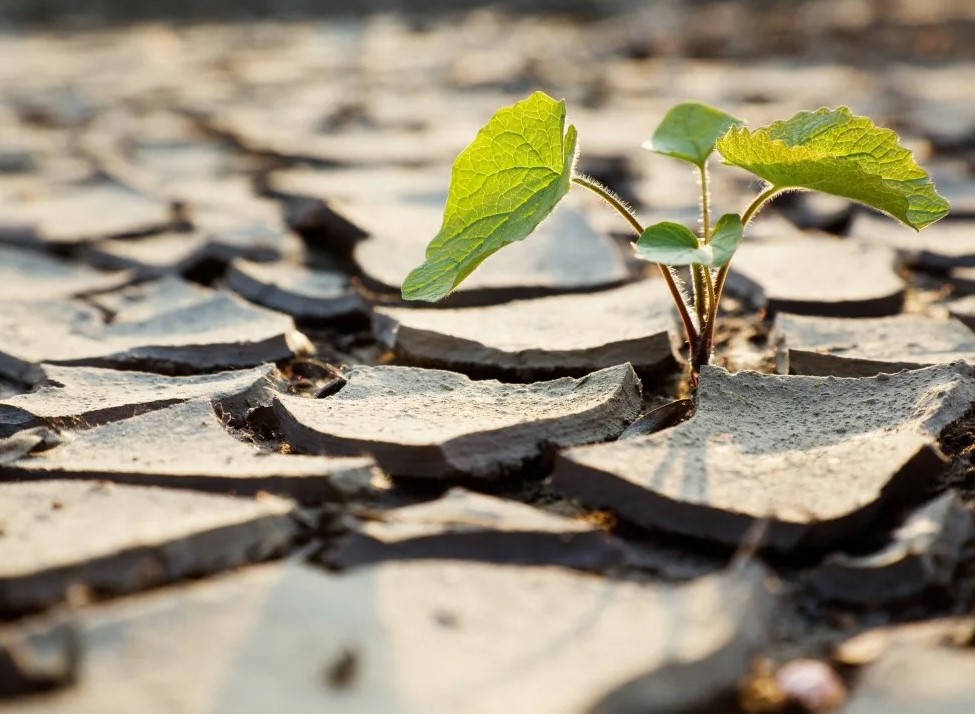 Как использовать смеси на разных стадиях роста растений