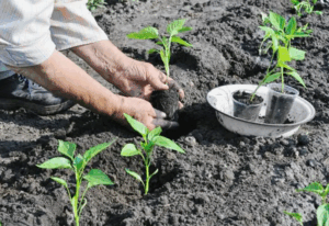 Как использовать смеси при посадке рассады