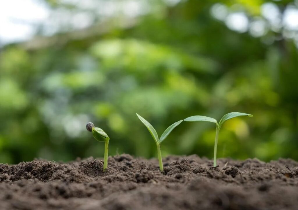 Как использовать смеси при посадке рассады