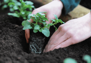 Как использовать смеси при посадке рассады