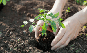 Как использовать смеси при посадке рассады