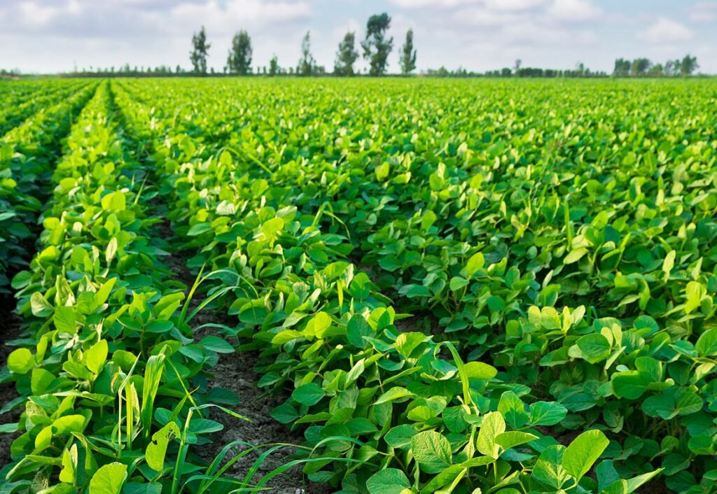 Как использовать смеси в капельном поливе