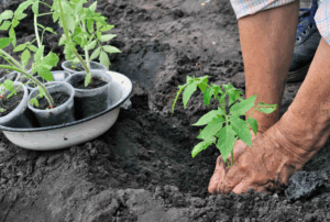 Как использовать смеси в открытом и закрытом грунте