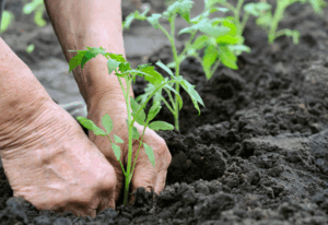 Как использовать смеси в открытом и закрытом грунте