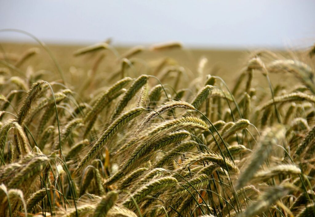 Как использовать смеси весной, летом и осенью