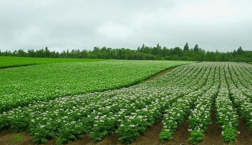 Как использовать суперфосфат (Ca(H₂PO₄)₂) без вреда для растений