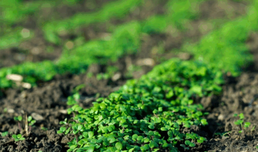 Как использовать суперфосфат (Ca(H₂PO₄)₂) для корнеобразования и роста растений