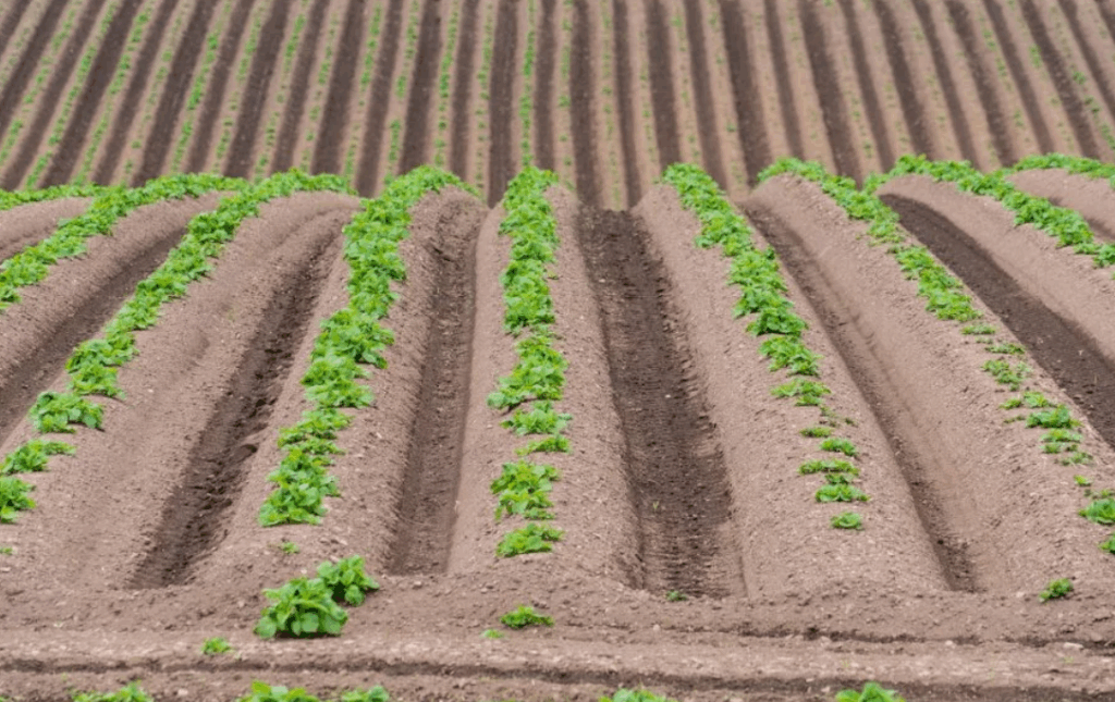 Как использовать суперфосфат (Ca(H₂PO₄)₂) для повышения урожайности