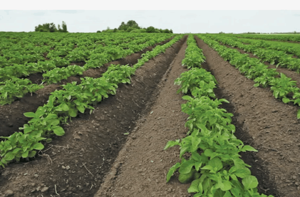 Как использовать суперфосфат (Ca(H₂PO₄)₂) на этапе цветения и плодоношения