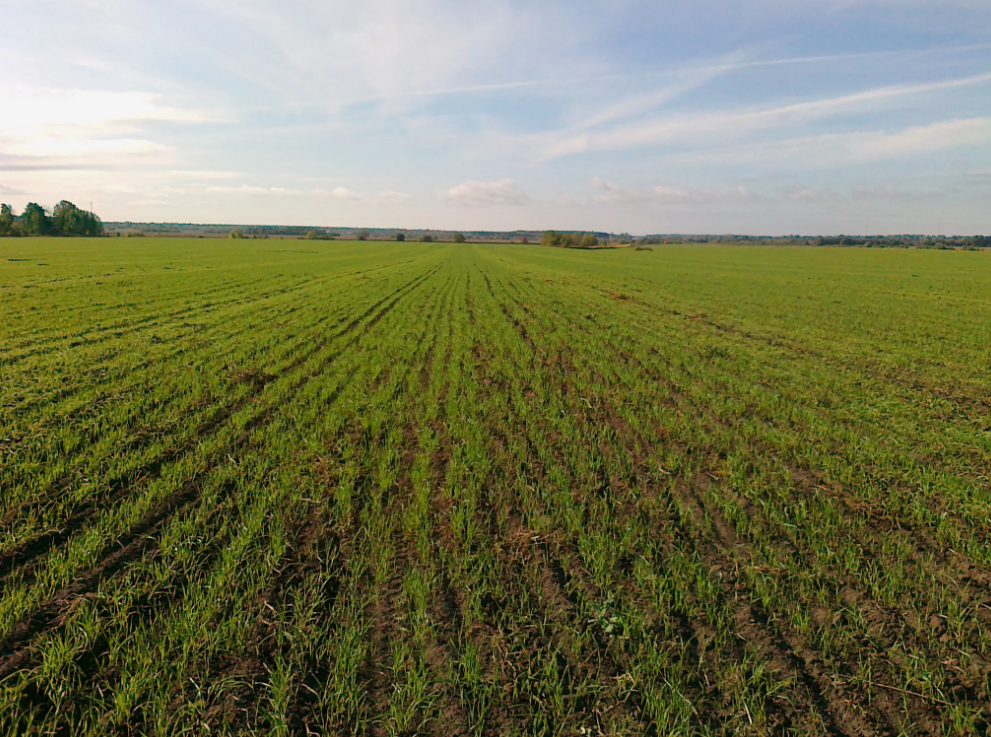 Как использовать суперфосфат (Ca(H₂PO₄)₂) при посадке рассады