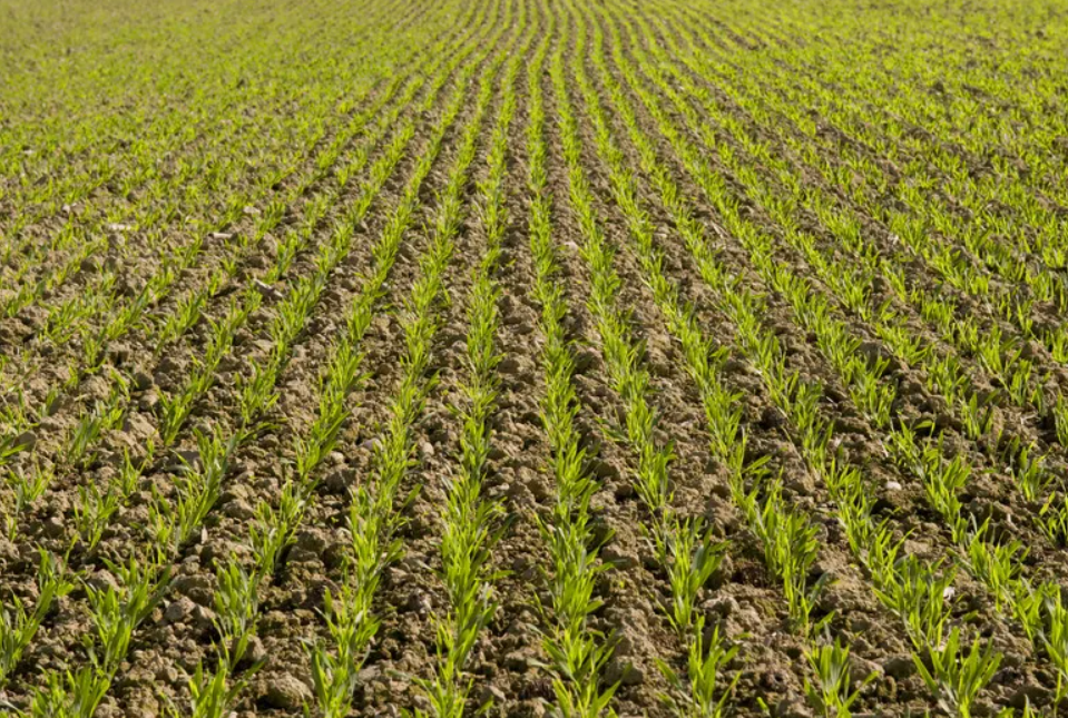 Как использовать суперфосфат (Ca(H₂PO₄)₂) в саду и огороде