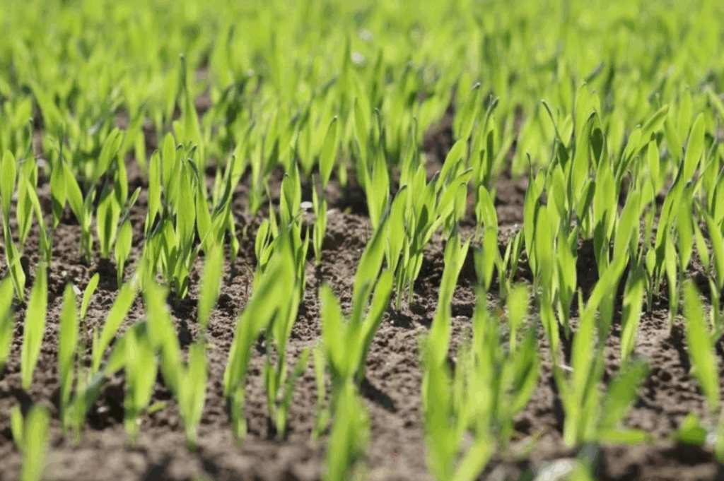 Как использовать суперфосфат (Ca(H₂PO₄)₂) весной и осенью