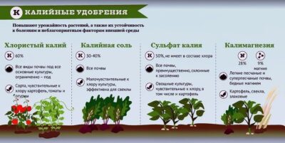 Как избежать избыточного применения железа в удобрениях?
