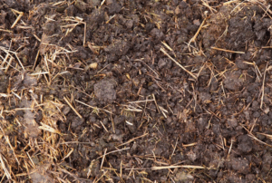 Как избежать негативных последствий от использования свиного навоза