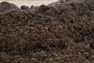 Как избежать негативных последствий от использования свиного навоза