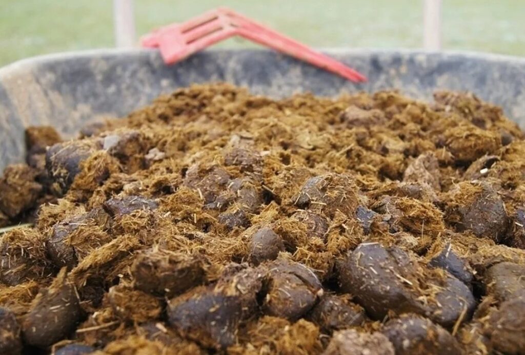 Как избежать неприятных запахов при использовании коровьего навоза в саду