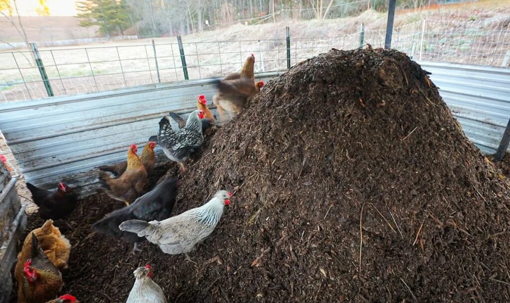 Как избежать передозировки птичьего навоза и его негативного воздействия на растения