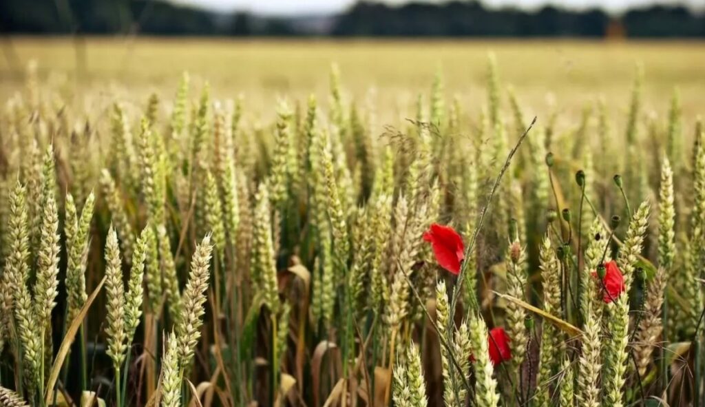 Как избежать передозировки сульфата калия (K₂SO₄) и возможного вреда для почвы