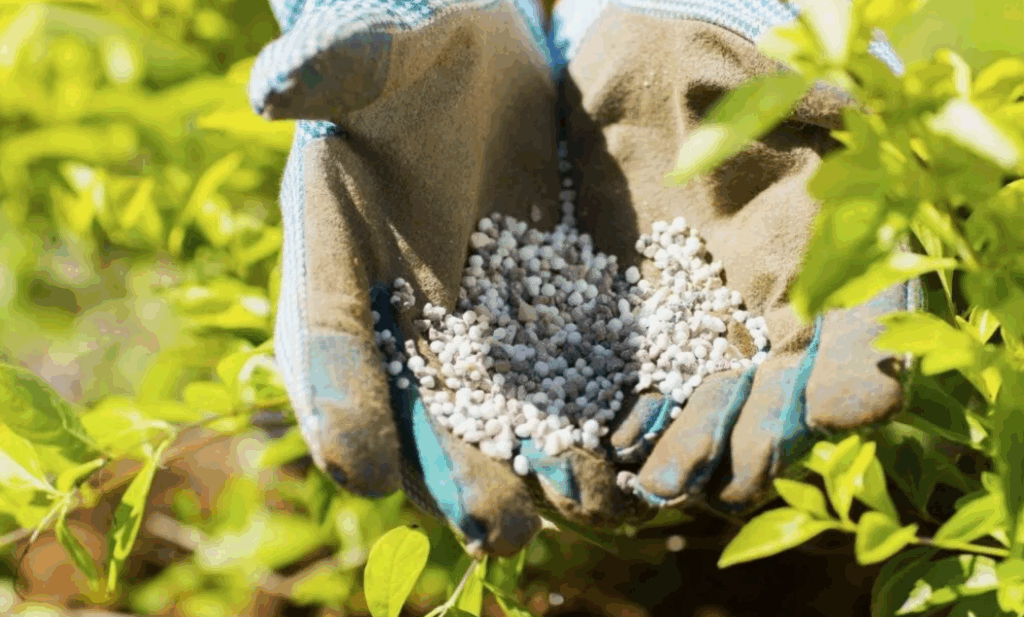 Как калий помогает растениям производить более крупные, сочные и вкусные плоды, улучшает их вкус и внешний вид