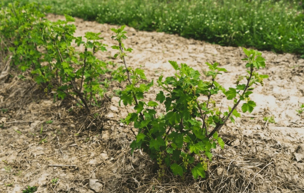 Как калийная селитра (KNO₃) помогает растениям переносить засуху и неблагоприятные условия