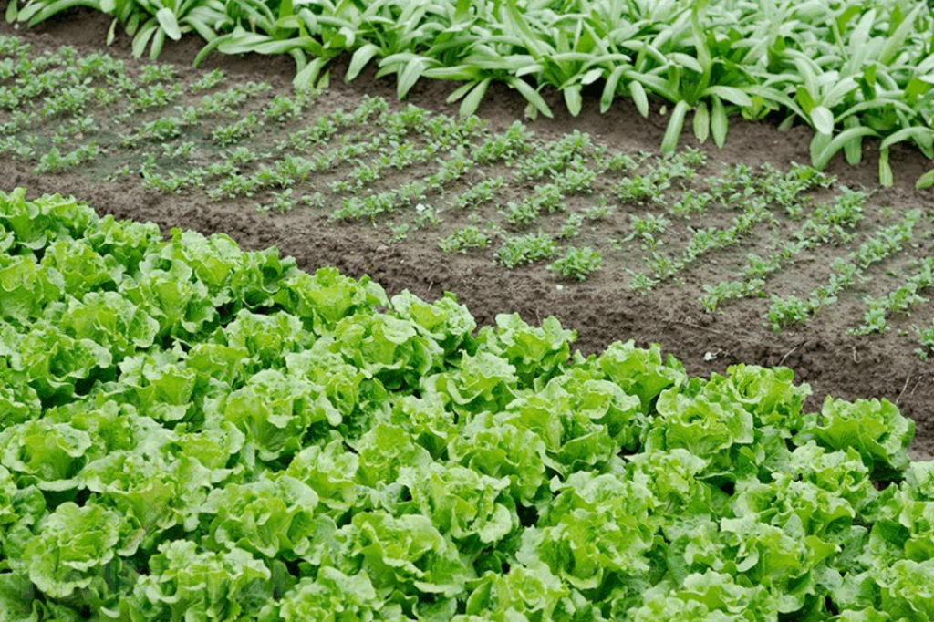 Как калийная селитра (KNO₃) влияет на кислотность почвы и какие меры следует предпринять для оптимизации pH