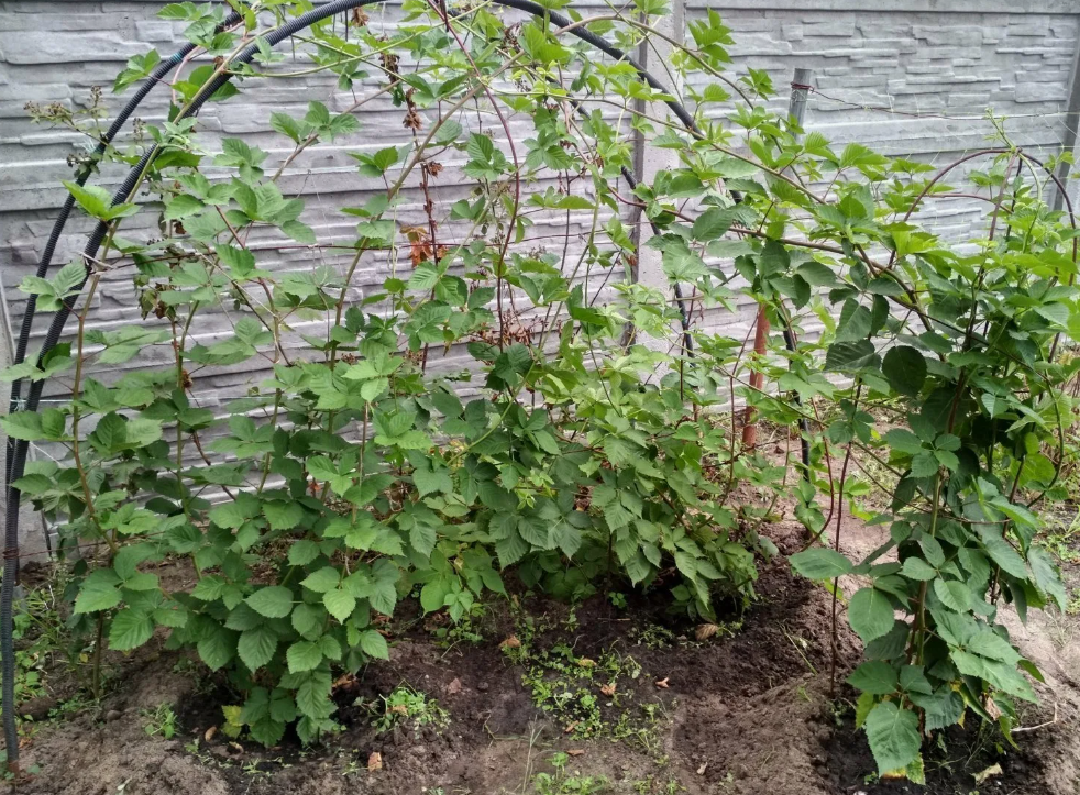 Как калийная селитра (KNO₃) влияет на цветение и плодоношение растений