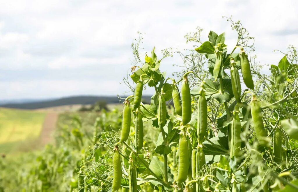 Как калийная соль (KCl) влияет на устойчивость растений к стрессам и заболеваниям