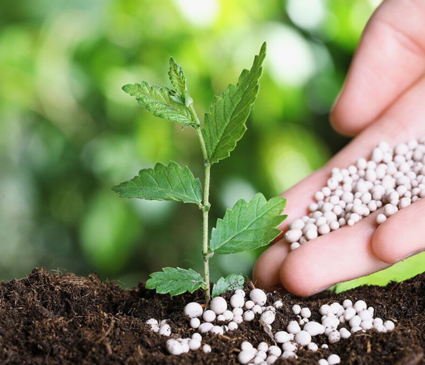 Как калийные удобрения повышают устойчивость растений к различным заболеваниям, улучшают их иммунную систему и помогают выдерживать неблагоприятные условия