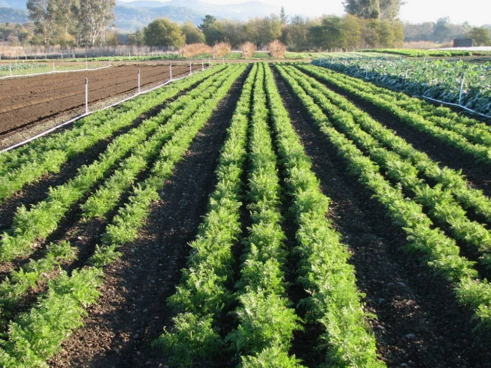 Как комплексные удобрения влияют на корневую систему, рост и урожай